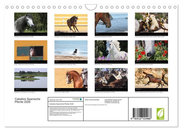 Produktbild: Caballos Spanische Pferde 2026 (Wandkalender 2026 DIN A4 quer), CALVENDO Monatskalender