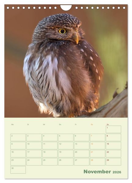 Produktbild: Waldmomente (Wandkalender 2026 DIN A4 hoch), CALVENDO Monatskalender