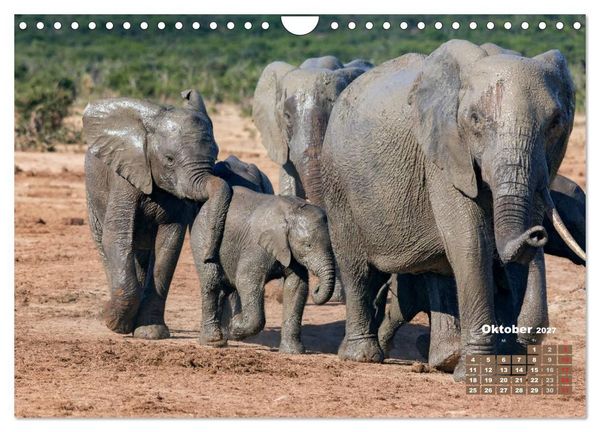 Produktbild: Afrikas Tierwelt: Elefantenbabys (Wandkalender 2027 DIN A4 quer), CALVENDO Monatskalender
