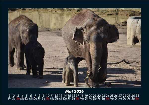Produktbild: Elefanten - Die sanften Riesen Afrikas 2026 Fotokalender DIN A5