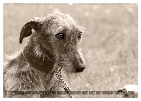 Produktbild: Galgo eye-catcher (hochwertiger Premium Wandkalender 2026 DIN A2 quer), Kunstdruck in Hochglanz