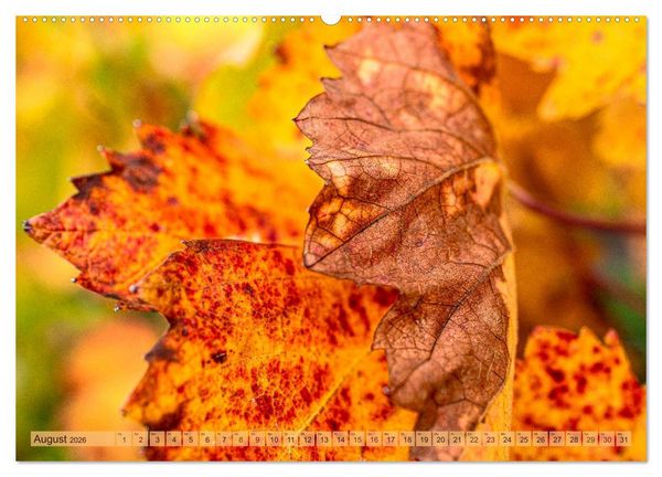 Produktbild: Farbenpr&auml;chtige Weinberge (hochwertiger Premium Wandkalender 2026 DIN A2 quer), Kunstdruck in Hochglanz