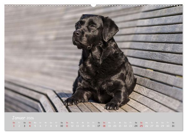Produktbild: Liebenswerter Labrador 2026 (hochwertiger Premium Wandkalender 2026 DIN A2 quer), Kunstdruck in Hochglanz