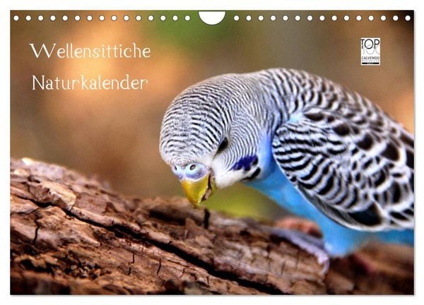 Produktbild: Wellensittiche - Naturkalender (Wandkalender 2026 DIN A4 quer), CALVENDO Monatskalender