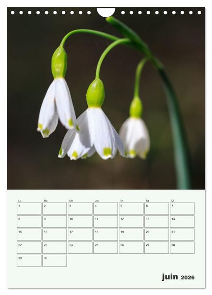 Produktbild: Les fleurs, &eacute;ternelles &eacute;phem&egrave;res (Calendrier mural 2026 DIN A4 horizontal), CALVENDO calendrier mensuel
