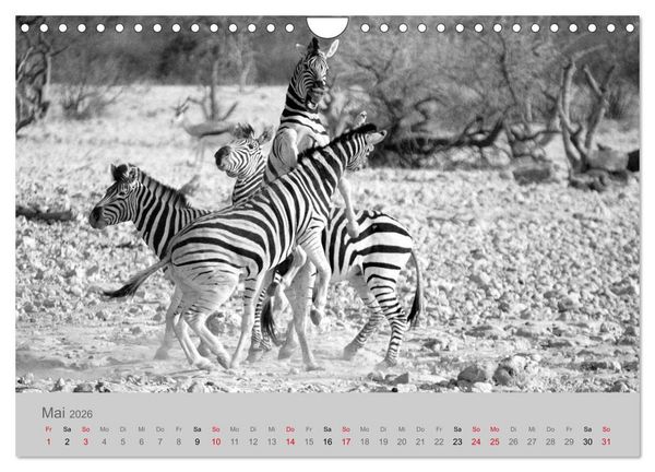 Produktbild: Die Seelen der wilden Tiere (Wandkalender 2026 DIN A4 quer), CALVENDO Monatskalender