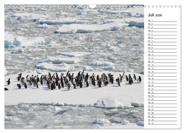 Produktbild: Pinguinliebe (Wandkalender 2026 DIN A3 quer), CALVENDO Monatskalender