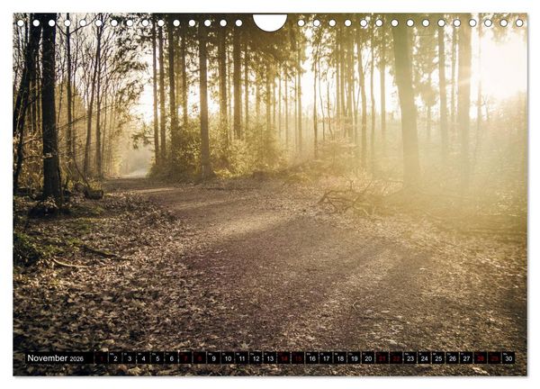 Produktbild: Wege des einfachen Gl&uuml;cks - Spazierg&auml;nge im Wald (Wandkalender 2026 DIN A4 quer), CALVENDO Monatskalender