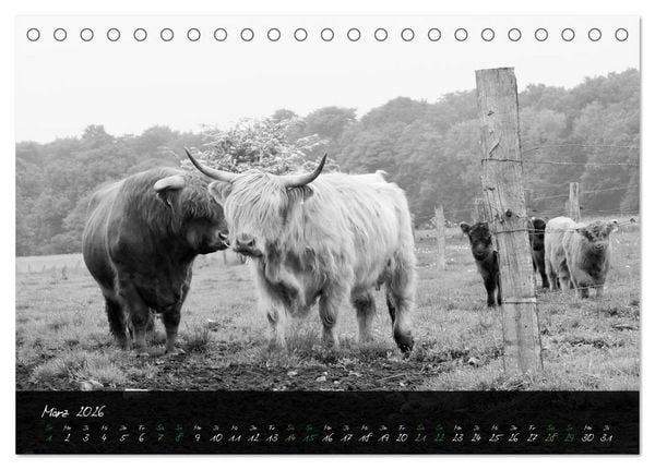 Produktbild: Highland Cattle vom Nordlicht - Faszination Hochland Rind (Tischkalender 2026 DIN A5 quer), CALVENDO Monatskalender