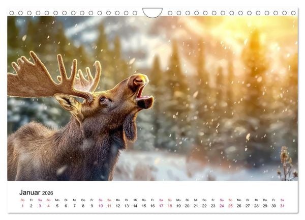 Produktbild: Elche - die Stimme der Wildnis (Wandkalender 2026 DIN A4 quer), CALVENDO Monatskalender