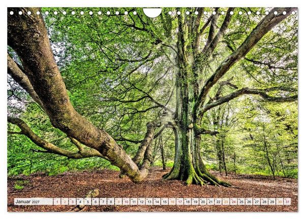 Produktbild: Naturpark Reinhardswald - Wo die Sababurg auf die Weser trifft (Wandkalender 2027 DIN A4 quer), CALVENDO Monatskalender