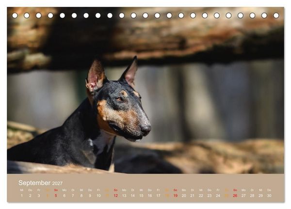 Produktbild: Bullterrier, liebenswerte Sturk&ouml;pfe (Tischkalender 2027 DIN A5 quer), CALVENDO Monatskalender