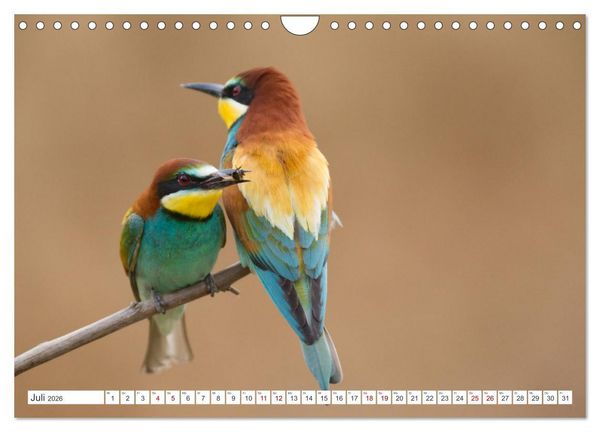 Produktbild: Bunte Flieger (Wandkalender 2026 DIN A4 quer), CALVENDO Monatskalender