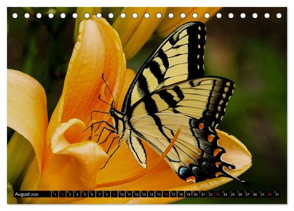 Produktbild: Insekten &bull; Bizarre Naturwunder (Tischkalender 2026 DIN A5 quer), CALVENDO Monatskalender