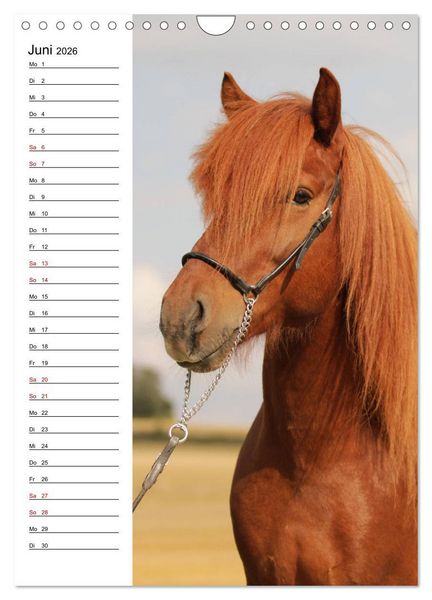 Produktbild: Isl&auml;nder im Portrait (Wandkalender 2026 DIN A4 hoch), CALVENDO Monatskalender