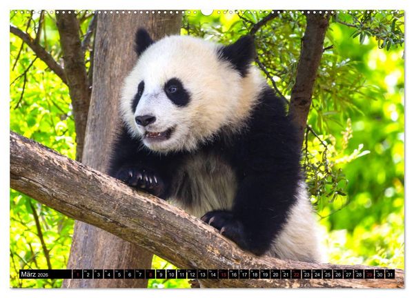 Produktbild: Pandab&auml;r Babys (Wandkalender 2026 DIN A2 quer), CALVENDO Monatskalender