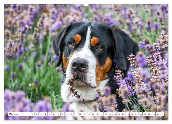 Produktbild: Gro&szlig;er Schweizer Sennenhund (hochwertiger Premium Wandkalender 2026 DIN A2 quer), Kunstdruck in Hochglanz
