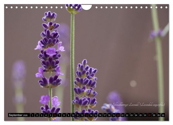 Produktbild: Zierbilder der Natur BLUMEN (Wandkalender 2026 DIN A4 quer), CALVENDO Monatskalender