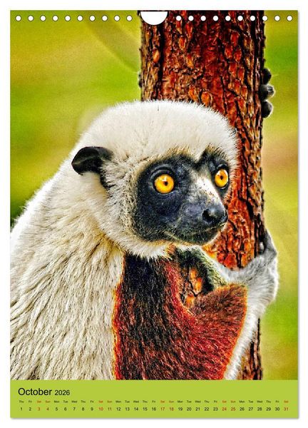 Produktbild: Adorable lemurs (Wall Calendar 2026 DIN A4 portrait), CALVENDO 12 Month Wall Calendar