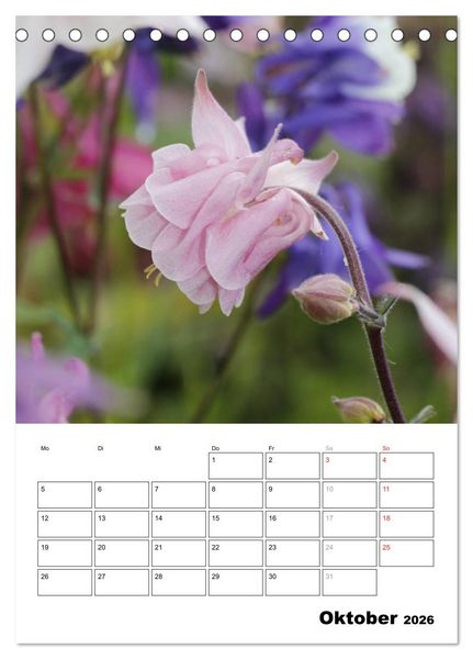 Produktbild: Zauberhafte Akeleien (Tischkalender 2026 DIN A5 hoch), CALVENDO Monatskalender