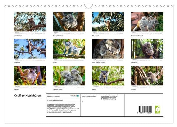 Produktbild: Knuffige Koalab&auml;ren (Wandkalender 2026 DIN A3 quer), CALVENDO Monatskalender