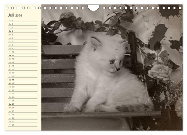 Produktbild: Oma's Katzenkalender 2026 (Wandkalender 2026 DIN A4 quer), CALVENDO Monatskalender