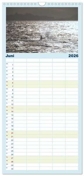 Produktbild: Familienplaner 2026 - Die Wale von Andenes mit 5 Spalten (Wandkalender, 21 x 45 cm) CALVENDO