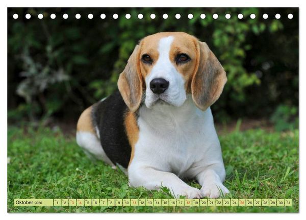 Produktbild: Beagle - Herz auf 4 Pfoten (Tischkalender 2026 DIN A5 quer), CALVENDO Monatskalender