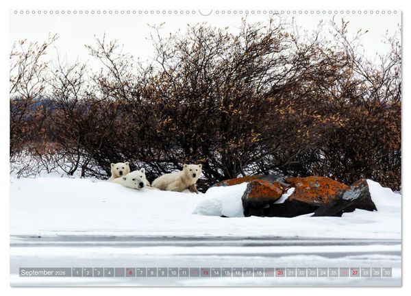 Produktbild: AN DER HUDSON BAY (Wandkalender 2026 DIN A2 quer), CALVENDO Monatskalender