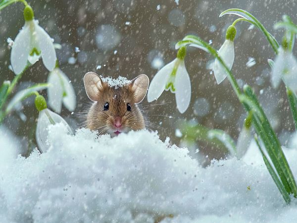 Produktbild: CALVENDO Puzzle Die Schnee-M&auml;usek&ouml;nigin | 1000 Teile Lege-Gr&ouml;&szlig;e 64x48cm Foto-Puzzle f&uuml;r gl&uuml;ckliche Stunden