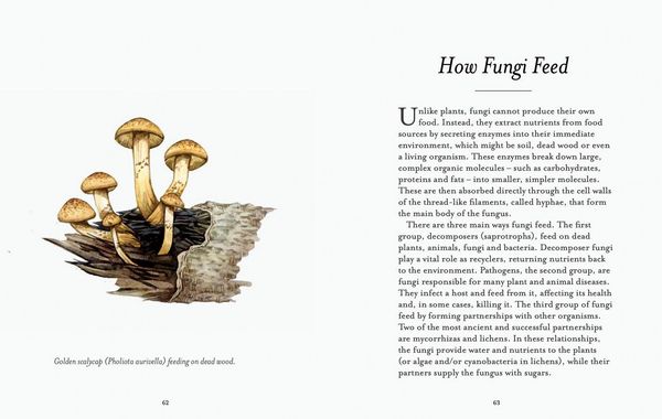 Produktbild: The Fungi Spotter's Guide