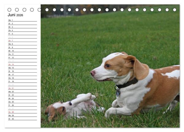 Produktbild: DER BEAGLEige TERMINPLANER (Tischkalender 2026 DIN A5 quer), CALVENDO Monatskalender