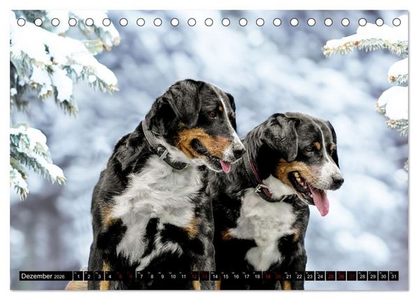 Produktbild: Appenzeller Sennenhunde - Fr&ouml;hliche Kameraden (Tischkalender 2026 DIN A5 quer), CALVENDO Monatskalender
