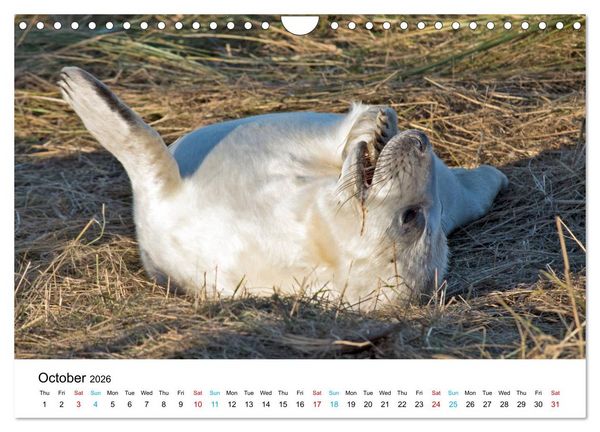 Produktbild: Grey Seal Pups of Donna Nook (Wall Calendar 2026 DIN A4 landscape), CALVENDO 12 Month Wall Calendar