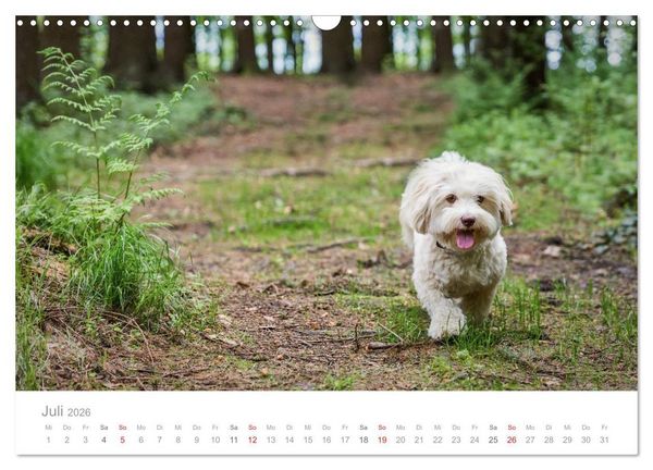 Produktbild: Havaneser - Herz aus Gold (Wandkalender 2026 DIN A3 quer), CALVENDO Monatskalender