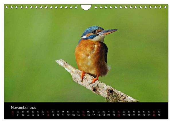 Produktbild: Der Eisvogel...fliegendes Juwel (Wandkalender 2026 DIN A4 quer), CALVENDO Monatskalender