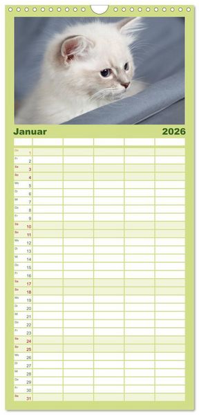 Produktbild: Familienplaner 2026 - Ragdoll Kitten mit 5 Spalten (Wandkalender, 21 x 45 cm) CALVENDO