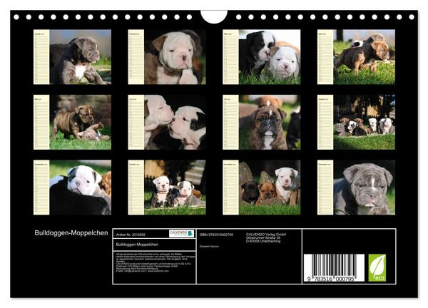 Produktbild: Bulldoggen-Moppelchen (Wandkalender 2026 DIN A4 quer), CALVENDO Monatskalender