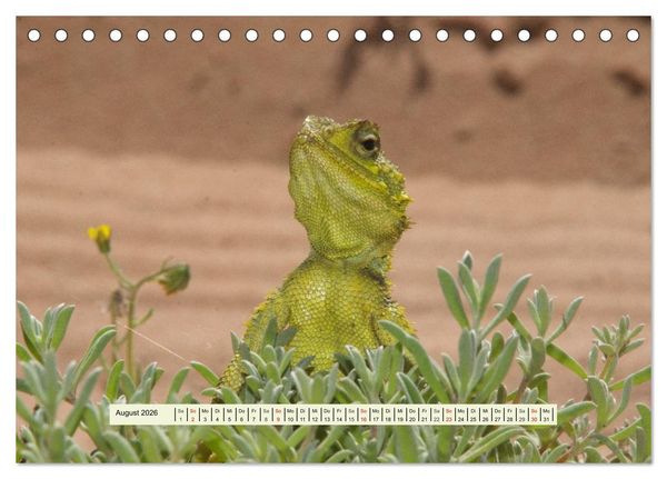 Produktbild: Reptilien des s&uuml;dlichen Afrikas (Tischkalender 2026 DIN A5 quer), CALVENDO Monatskalender