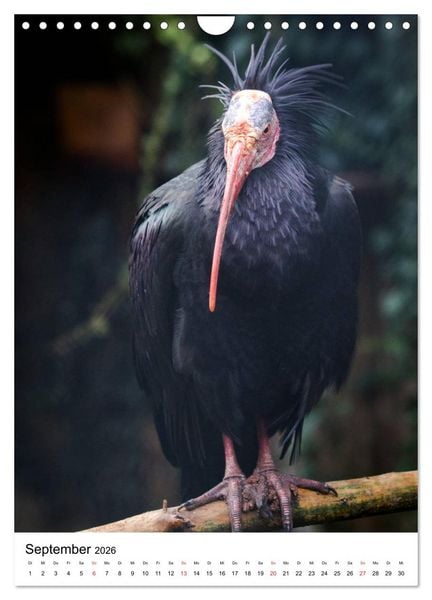 Produktbild: Der Waldrapp - Der etwas andere Vogel (Wandkalender 2026 DIN A4 hoch), CALVENDO Monatskalender