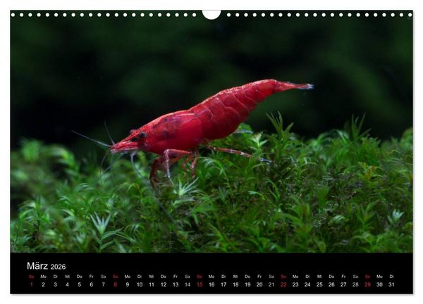 Produktbild: Zwerggarnelen - gepanzerte Juwelen im Aquarium (Wandkalender 2026 DIN A3 quer), CALVENDO Monatskalender