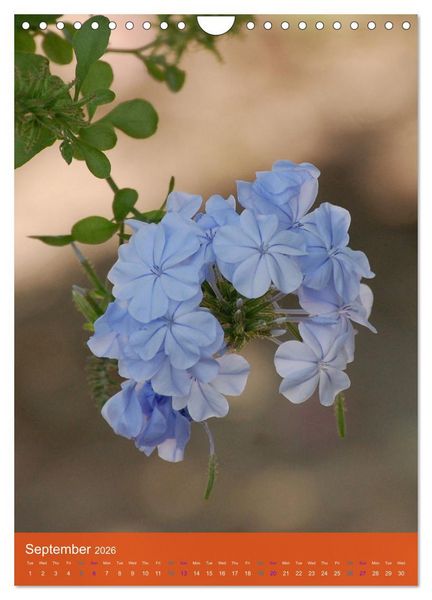 Produktbild: Mexican Garden Flowers - Aguascalientes (Wall Calendar 2026 DIN A4 portrait), CALVENDO 12 Month Wall Calendar