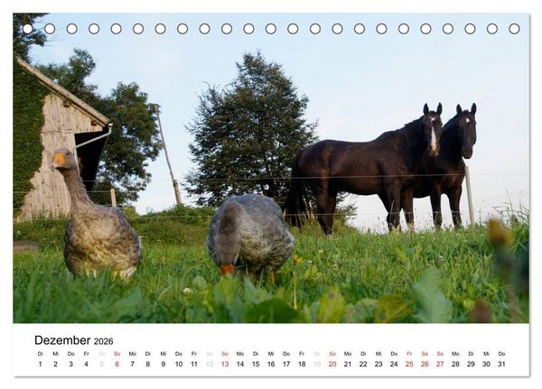 Produktbild: Bauernhoftiere (Tischkalender 2026 DIN A5 quer), CALVENDO Monatskalender