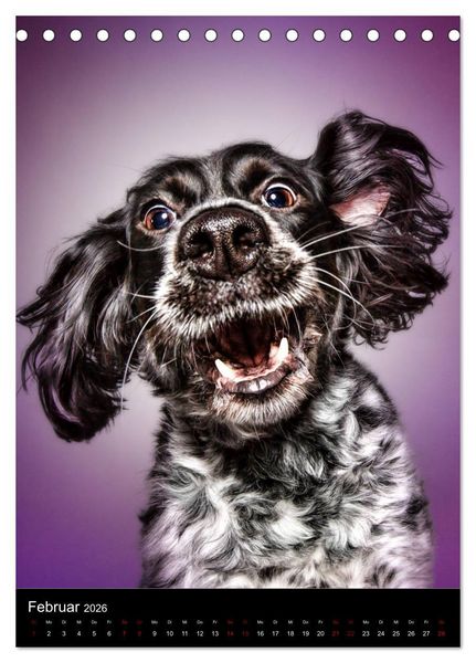 Produktbild: Funny Faces - Lustige Hundebilder (Tischkalender 2026 DIN A5 hoch), CALVENDO Monatskalender