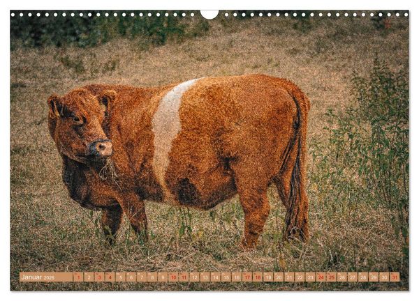 Produktbild: Mutterk&uuml;he (Wandkalender 2026 DIN A3 quer), CALVENDO Monatskalender