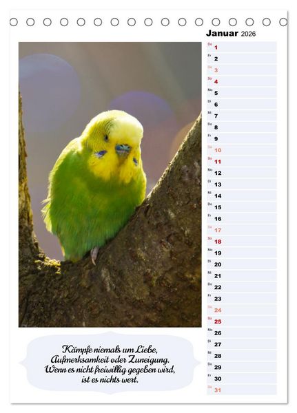 Produktbild: Niedliche Wellensittiche (Tischkalender 2026 DIN A5 hoch), CALVENDO Monatskalender