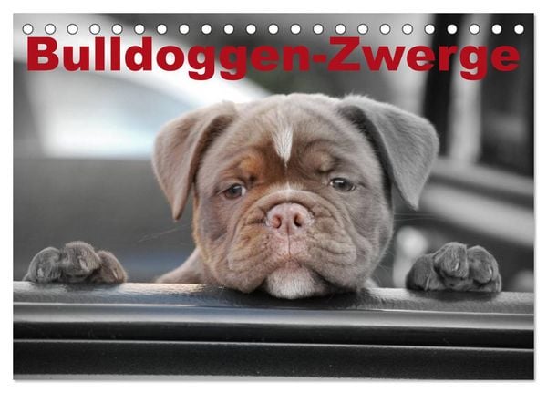 Produktbild: Bulldoggen-Zwerge (Tischkalender 2026 DIN A5 quer), CALVENDO Monatskalender