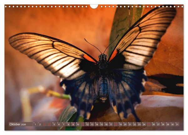 Produktbild: Schmetterlinge im Fokus (Wandkalender 2026 DIN A3 quer), CALVENDO Monatskalender