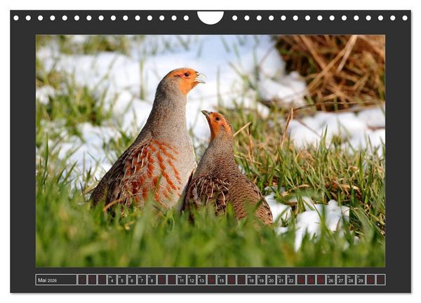 Produktbild: Winterzauber - Tiere in Eis und Schnee (Wandkalender 2026 DIN A4 quer), CALVENDO Monatskalender