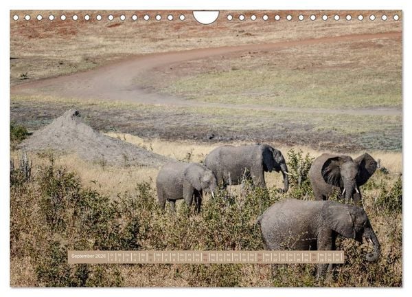 Produktbild: Afrikas Tierwelt - Wilde Elefanten (Wandkalender 2026 DIN A4 quer), CALVENDO Monatskalender